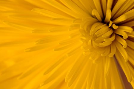 close-up of rich yellow dahlia flowerの写真素材