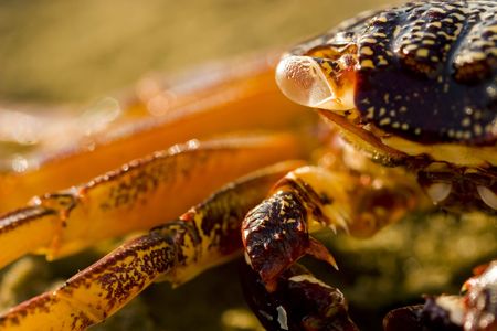 close-up of crab on rocks in warm sunshineの写真素材