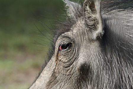 closeup of warthog face,sideview showing details of eyeの写真素材