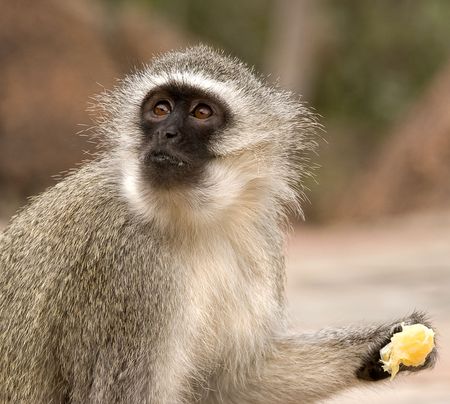 vervet monkey eating an orange slice held in its hand