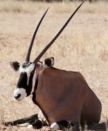 oryx lying down in the kalahari desert showing horns and markings on faceの写真素材