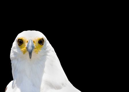 close-up portrait of african fish eagle isolated on blackの写真素材