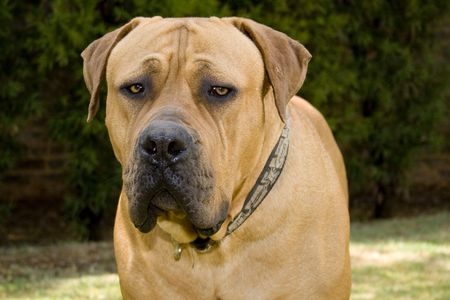 portrait shot of boerboel dog's face against natural green foliage as backdropの写真素材