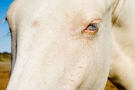 close-up of albino horse with blue eyesの写真素材