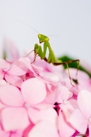 green praying mantis on pink flower against white backgroundの写真素材