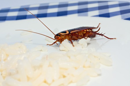 sideview closeup of cockroach feeding on rice