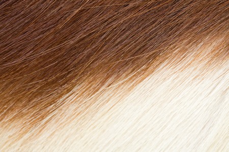 closeup of springbok hide for wallpaper or texture,showing dark and light striped patternの写真素材