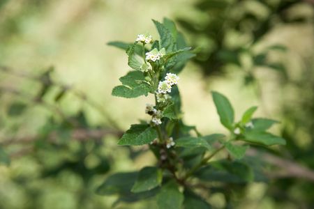 closeup of zinziba plant and flowers.Lippia javanica,also known as african honey bush.Medicinal for fever.の写真素材