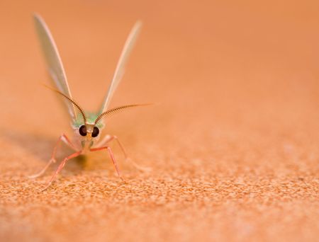 extreme macro front view of moth with eyes and head in sharp detail,green wings and pink legsの写真素材