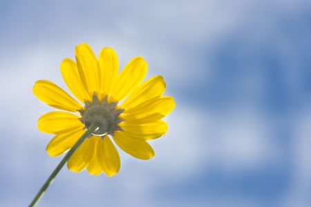perspective shot of yellow daisy flower against blue sky with clouds in sunlightの写真素材