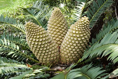 cycad with cones  in botanical gardens, Pretoria, South Africaの写真素材