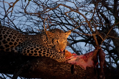 male leopard feeding on its prey, a bushbuck, in a tree in Sabi Sand nature reserve, South Africaの写真素材