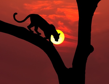 african leopard in tree silhouette with round yellow setting sun and red skyの写真素材