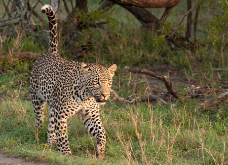 adult male leopard walking in grass in Sabi Sand nature reserve, South Africaの写真素材