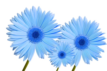 three abstract blue colored gerbera daisy flower isolated on white backgroundの写真素材