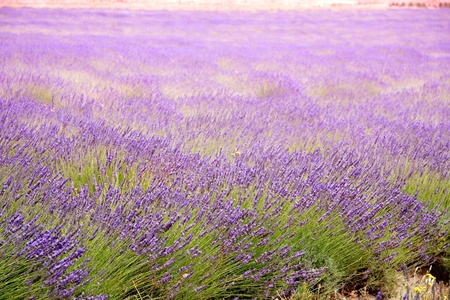 purple lavender fields in Paarl, South Africaの写真素材