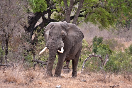 old african bull elephant in Kruger National Park, South Africa