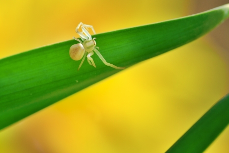 tiny white crab spider on green leaf with yellow background in spring gardenの写真素材