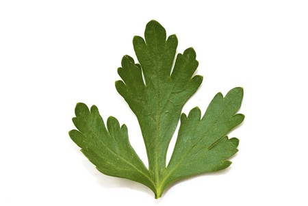 Leaves of the fresh parsley