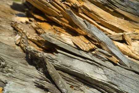 the texture of the tree