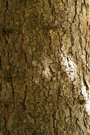 the texture of the tree