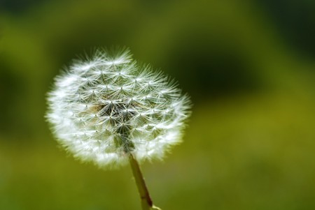 Dandelion in the mountains against the background of the grassの写真素材