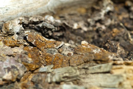 the texture of the treeの写真素材