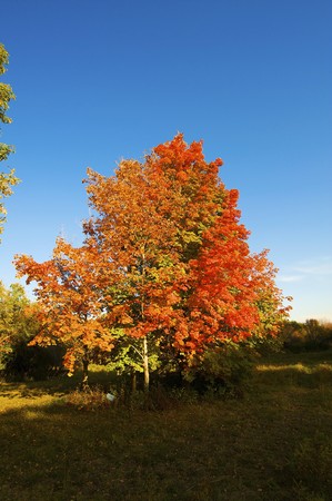 Autumnal trees on the sunset into dendra  park