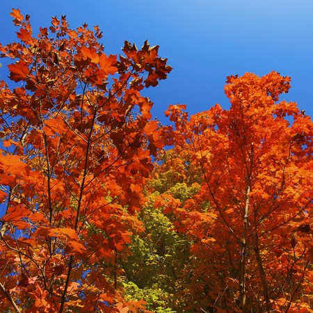 Autumnal trees on the sunset into dendra  park