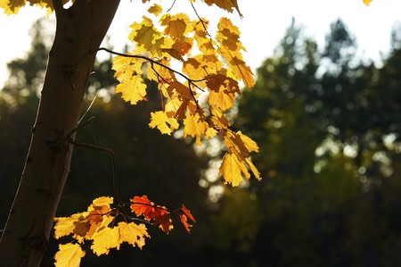 Autumnal trees on the sunset into dendra  park