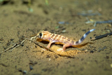 Gekon on the night huntingの写真素材