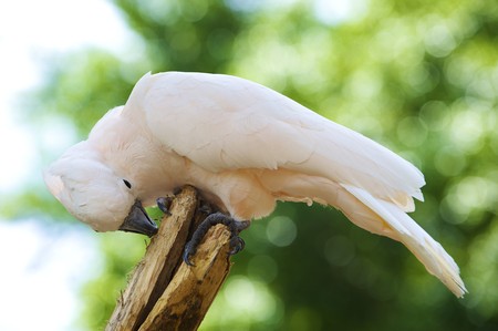 Parrot in park of birds, Langkawi, Malaysiaの写真素材