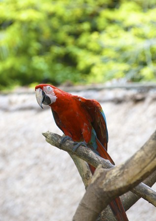 Parrot in park of birds, Langkawi, Malaysiaの写真素材