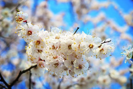 Beautiful tree blooming during Marchの写真素材