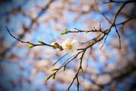 Beautiful tree blooming during March