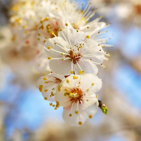 Beautiful tree blooming during March