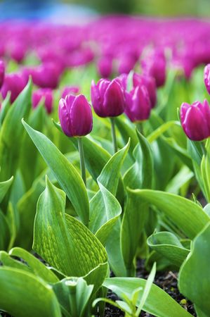 Beautiful spring tulips on a lawnの写真素材