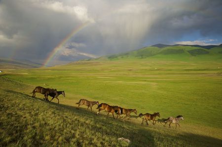 Herd of horses running against a rainbow in mountainsの写真素材
