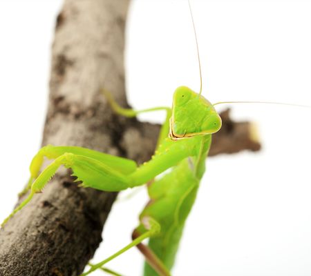 Praying green Mantis close up