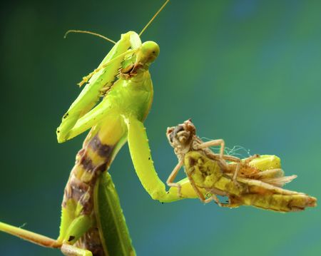 Green mantis eats a grasshopperの写真素材