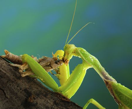Green mantis eats a grasshopperの写真素材