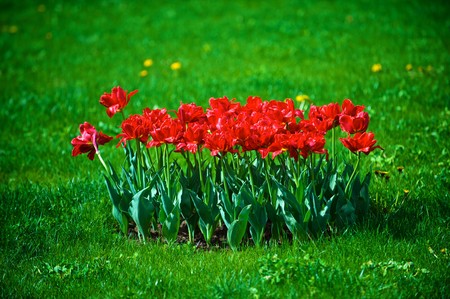 The tulips, blooming in a garden. Colorful flowers の写真素材