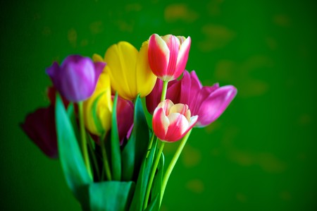 Blossoming tulips in a vase. Colorful flowersの写真素材