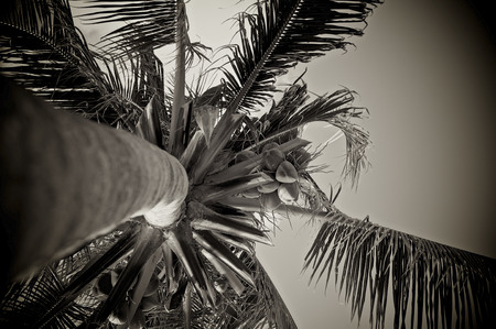 Coconut palm tree with young fruits. Old color effectの写真素材