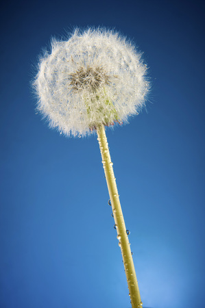 Dandelion in studio on a dark blue backgroundの写真素材