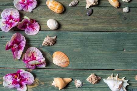 variety of sea shells and orhid flowers on a wooden backgroundの写真素材