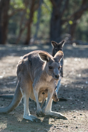 Kangaroo in Phillip Island Wildlife Park, Victoria, Australiaの写真素材
