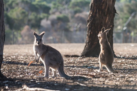 Kangaroo in Phillip Island Wildlife Park, Victoria, Australiaの写真素材