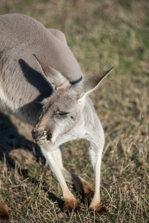 Kangaroo in Phillip Island Wildlife Park, Victoria, Australiaの写真素材