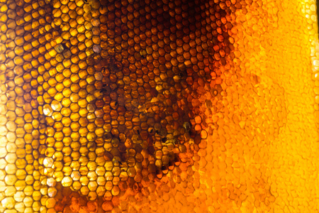 Close up studio shot of organic honey in a honey-comb.の写真素材